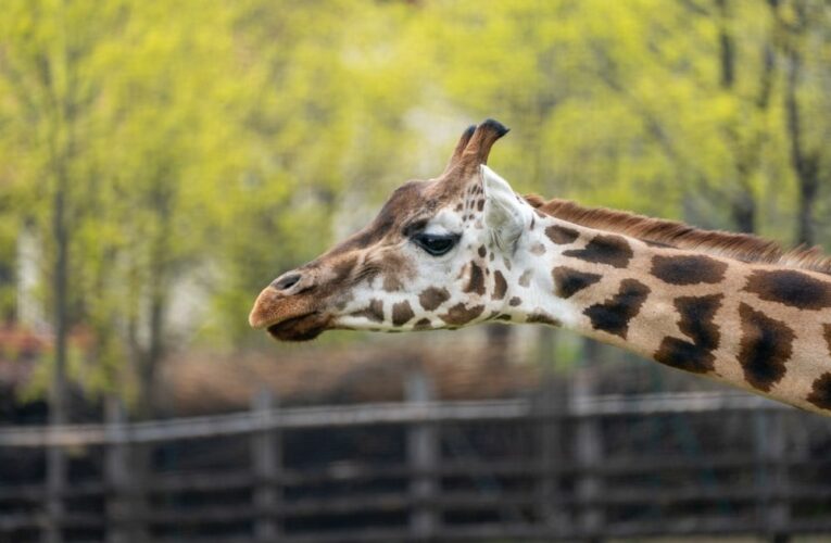 Africká savana v Zoo Praha je znovu obydlená