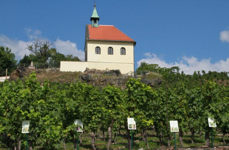 Putování vinicemi hlavního města můžete zažít již tento víkend