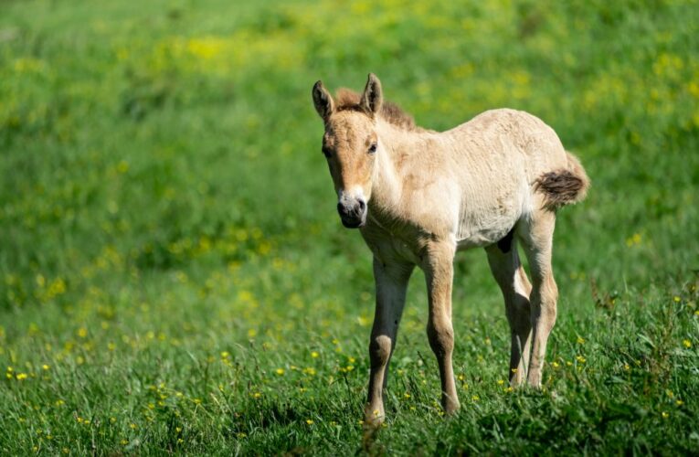 250. hříbě koně Převalského. Zoo Praha vítá jubilejní přírůstek a chystá další transport do Mongolska