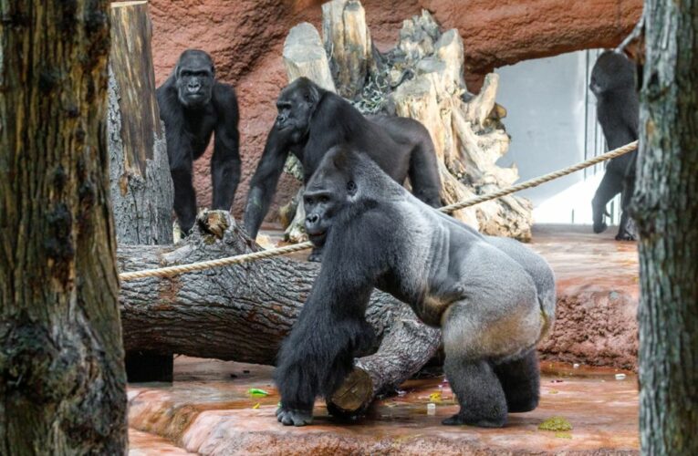 Gorilí rodina v Zoo Praha je pohromadě. Nováčci se spojili se zbytkem skupiny