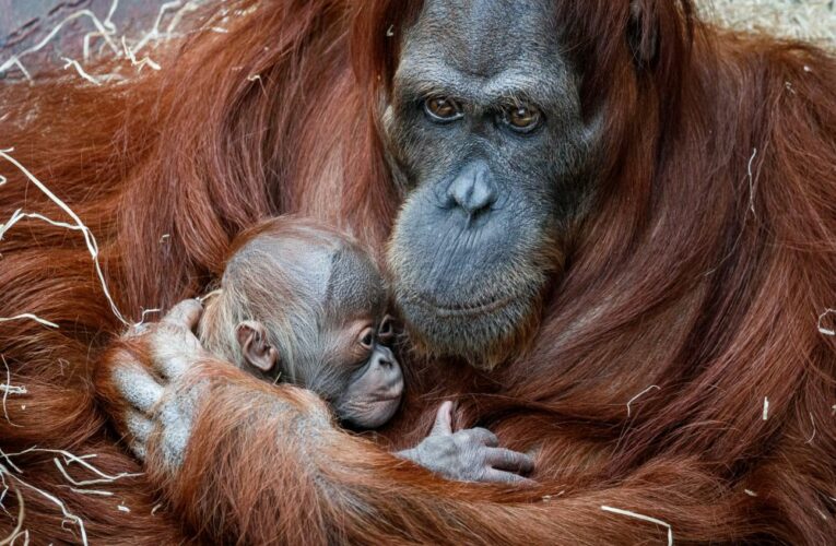 Kawi slaví druhé narozeniny. Orangutaní mládě prospívá a je nadějí pro svůj druh