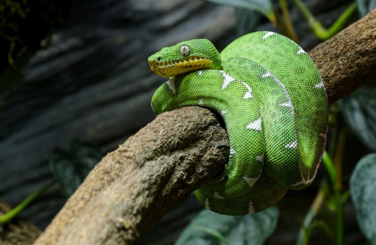 Hadi s psí hlavou obydleli pražskou zoo