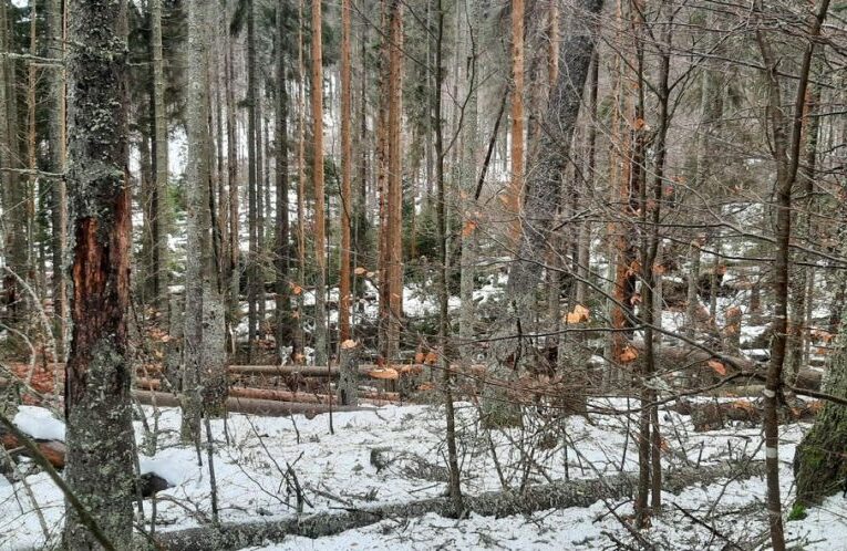 Vítr poškodil na Boubíně stovky stromů, většinou smrků