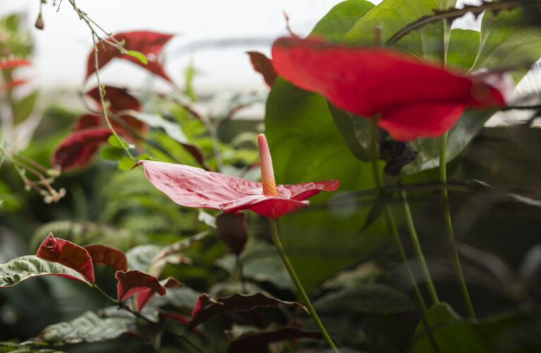 Pestré Velikonoce v rozkvetlé botanické zahradě