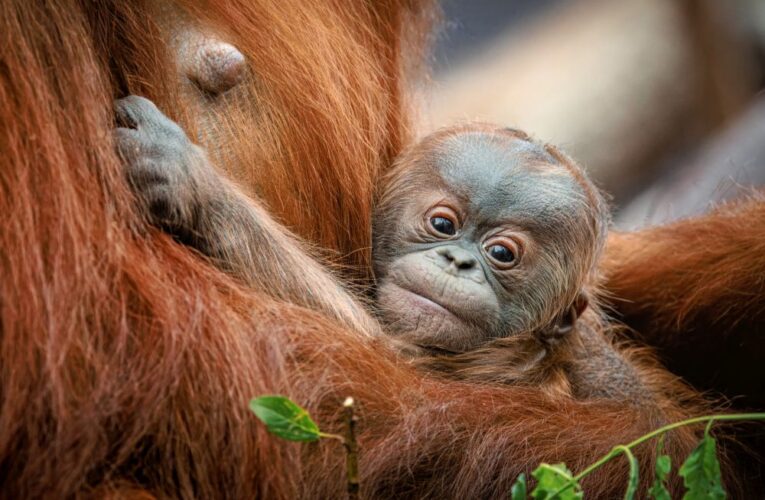 Děti do Zoo Praha za korunu a křest mláděte orangutana