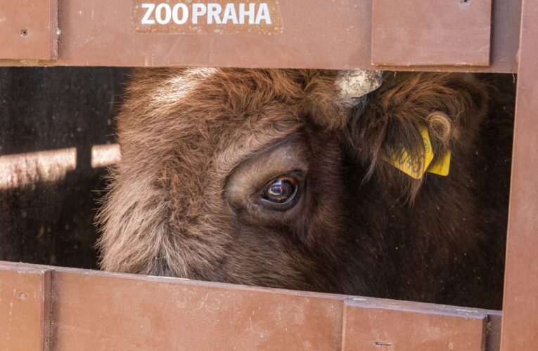 Dva zubři míří ze Zoo Praha do volné přírody Ázerbájdžánu