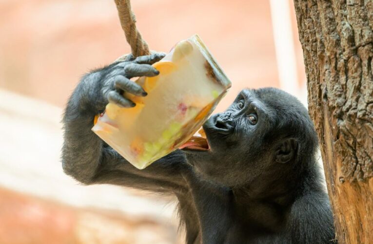 Zmrzlinová sobota v Zoo Praha