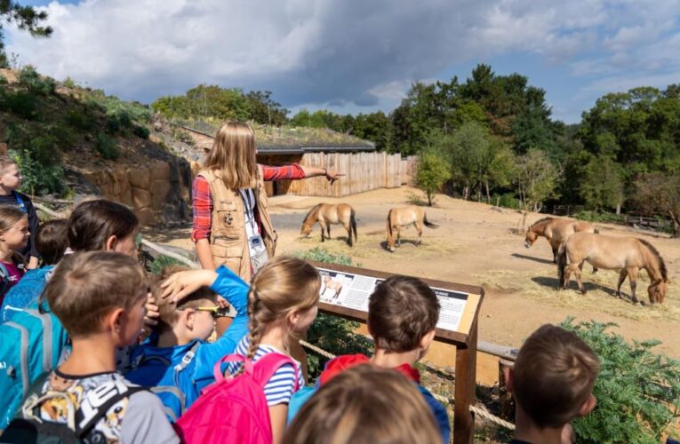 Konec prázdnin v Zoo Praha: ledové osvěžení, vstup za korunu i Hurvínek