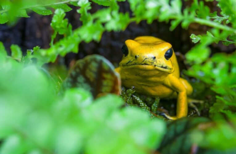 Poslední šance spatřit jedovaté krásky